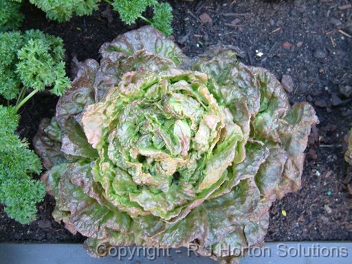 Lettuce - Mignonette Brown 